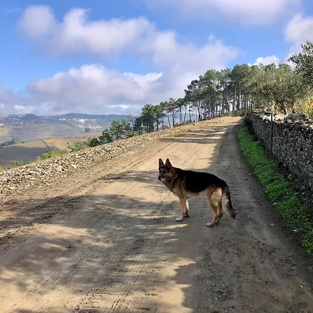 Quinta Da Estrada Winery Douro Valley Peso da Régua