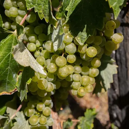 Quinta Da Estrada Winery Douro Valley Peso da Régua