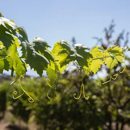 Guest house Quinta Da Estrada Winery Douro Valley 4*