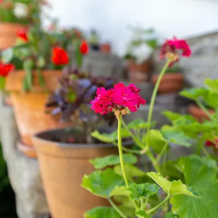 Πανσιόν Quinta Da Estrada Winery Douro Valley