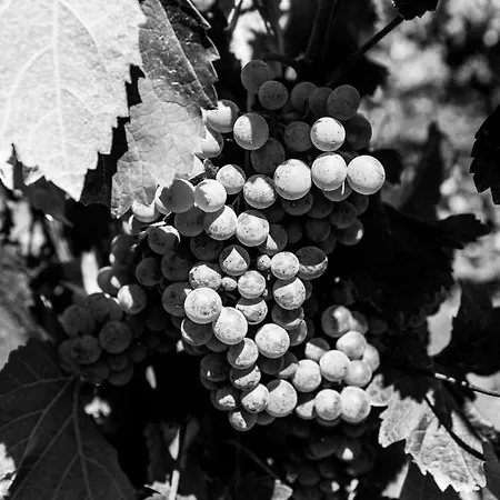 Quinta Da Estrada Winery Douro Valley Guest house Peso da Regua