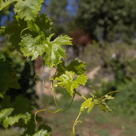 Quinta Da Estrada Winery Douro Valley Πανσιόν Peso da Régua