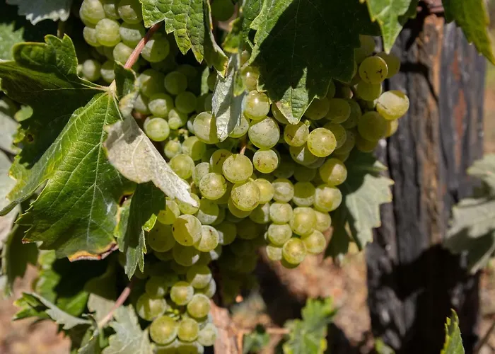 Quinta Da Estrada Winery Douro Valley פסו דה רגואה