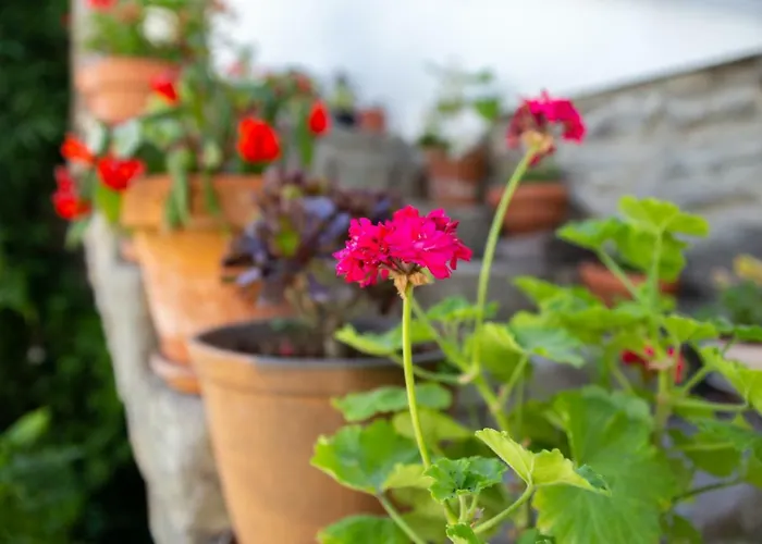 Affittacamere Quinta Da Estrada Winery Douro Valley