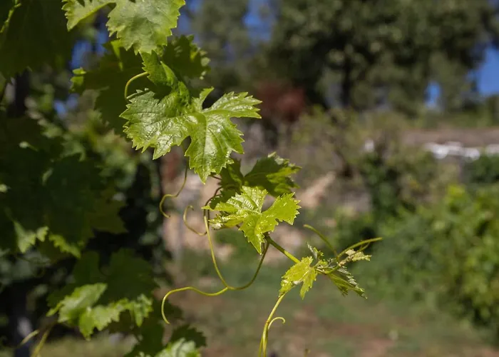 Quinta Da Estrada Winery Douro Valley Gasthof Peso da Régua